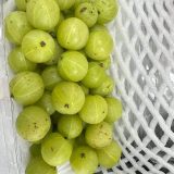 10lbs Amla $51