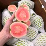 10lbs guavas $34